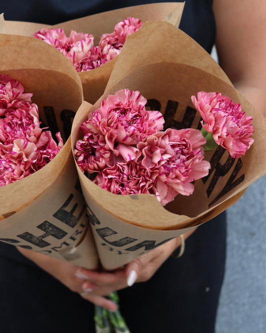 Nejlika - Dianthus