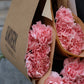 Nejlika - Dianthus