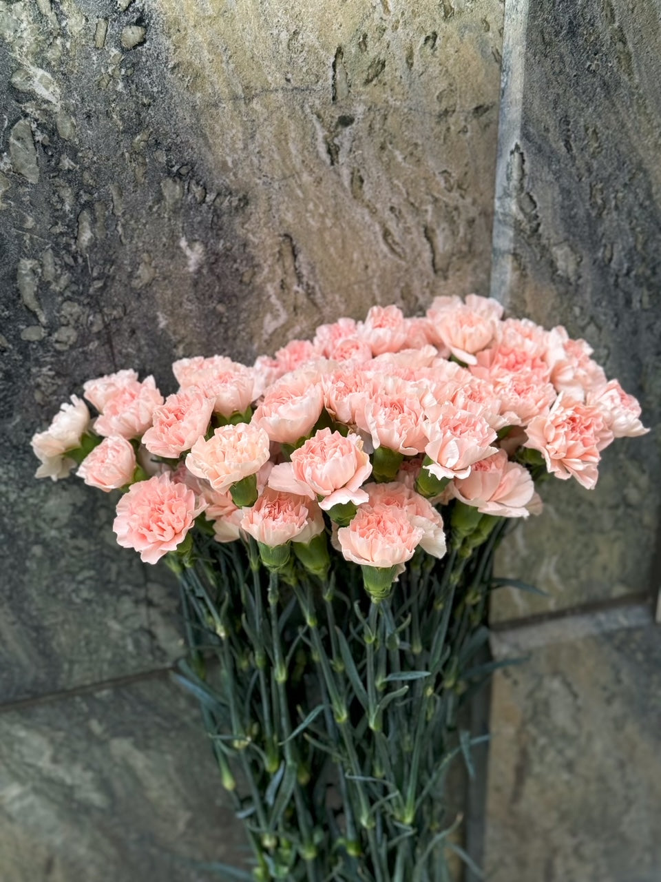 Nejlika - Dianthus