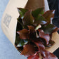 Photinia