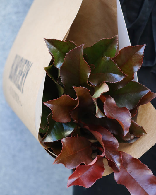 Photinia
