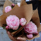 Pion - Paeonia
