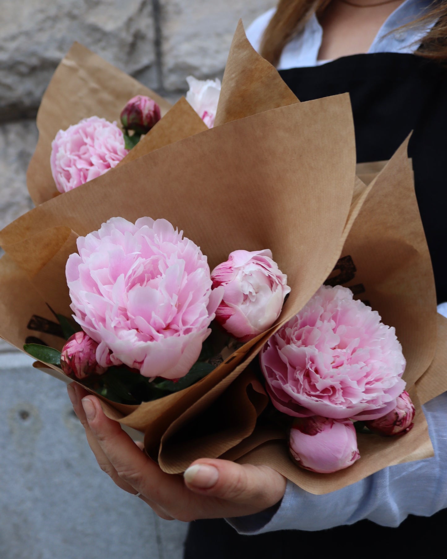 Pion - Paeonia