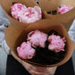 Pion - Paeonia