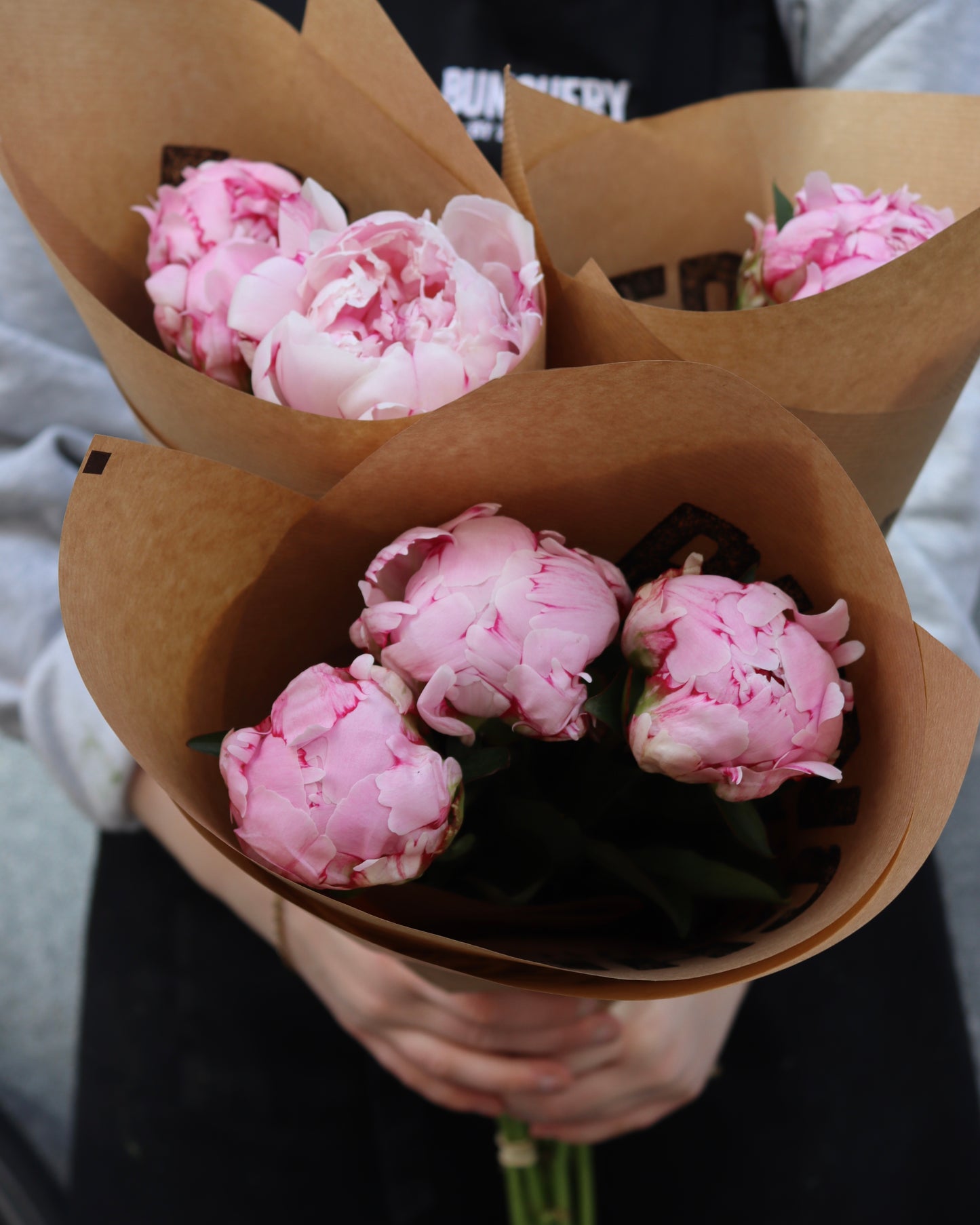 Pion - Paeonia
