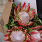 Protea