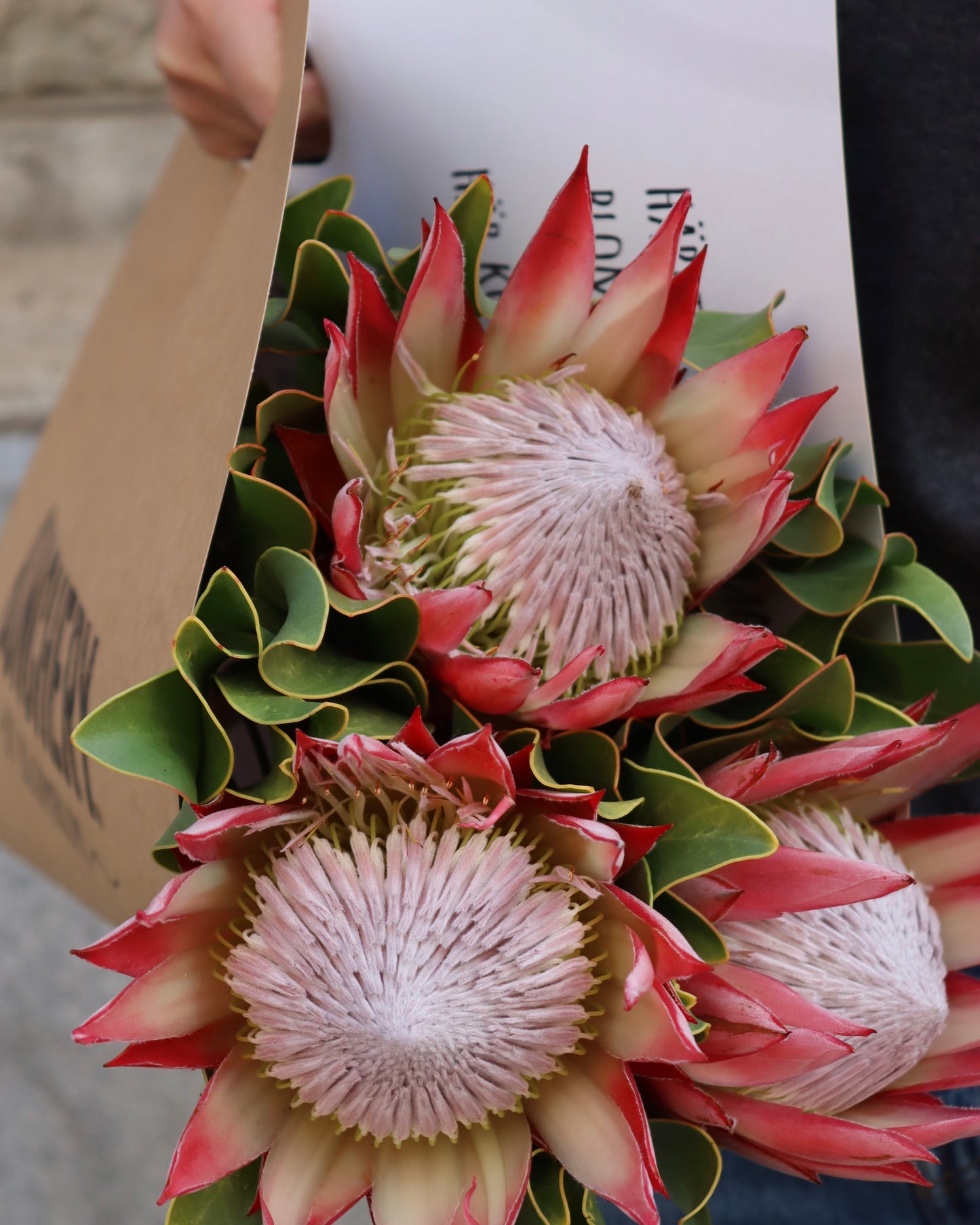 Protea