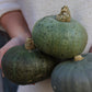 Pumpa