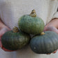 Pumpa