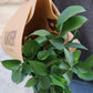 Ruskus - Ruscus