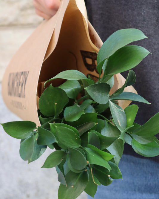 Ruskus - Ruscus