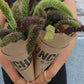 Setaria