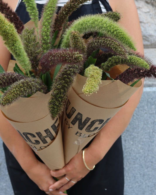 Setaria