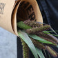 Setaria