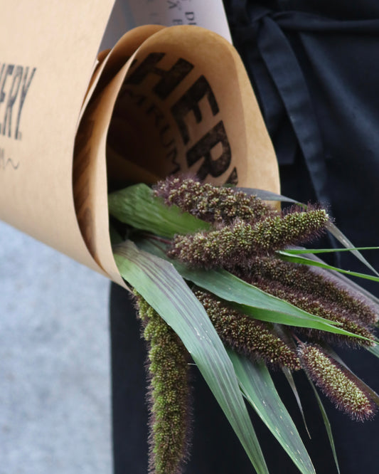 Setaria