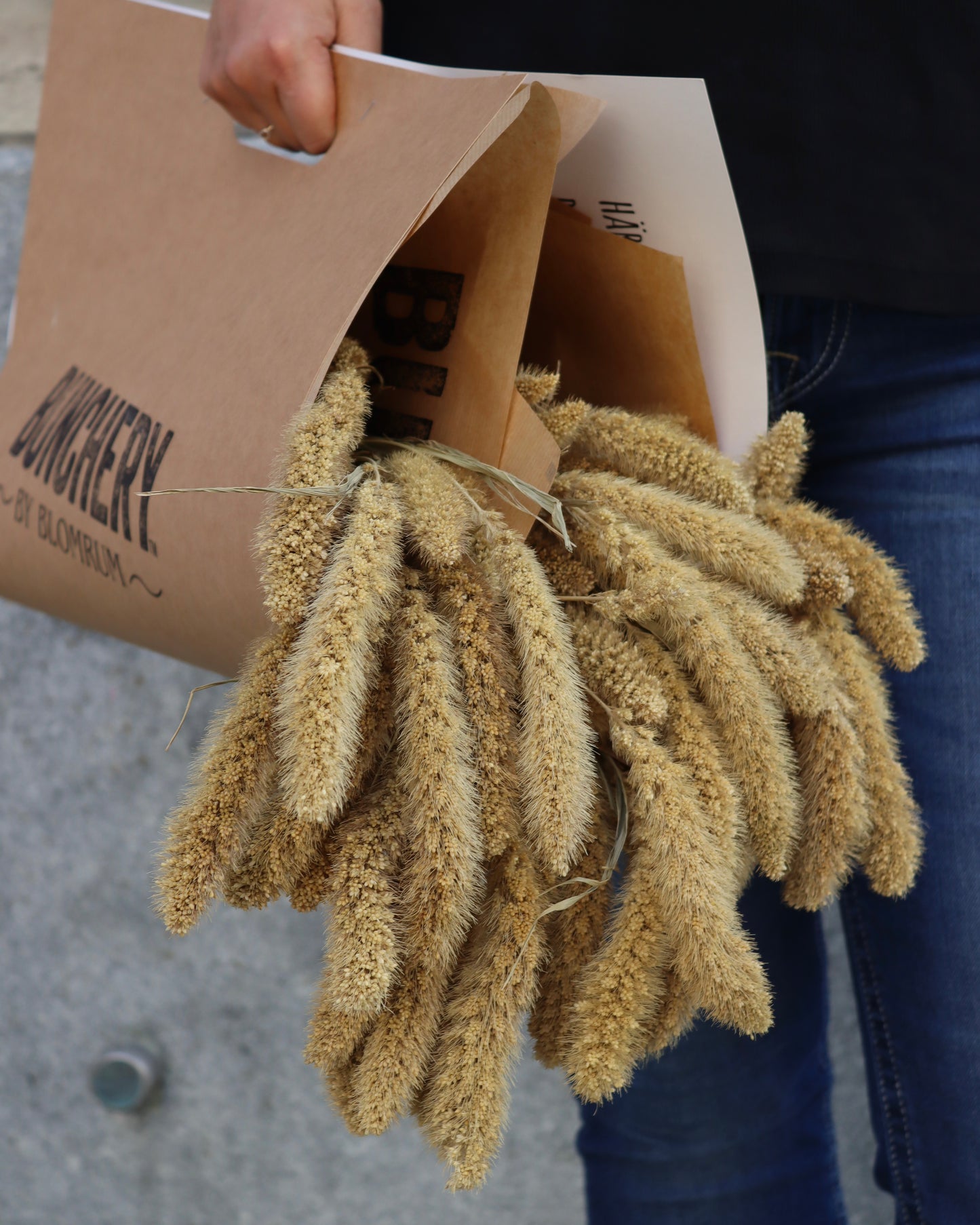 Setaria