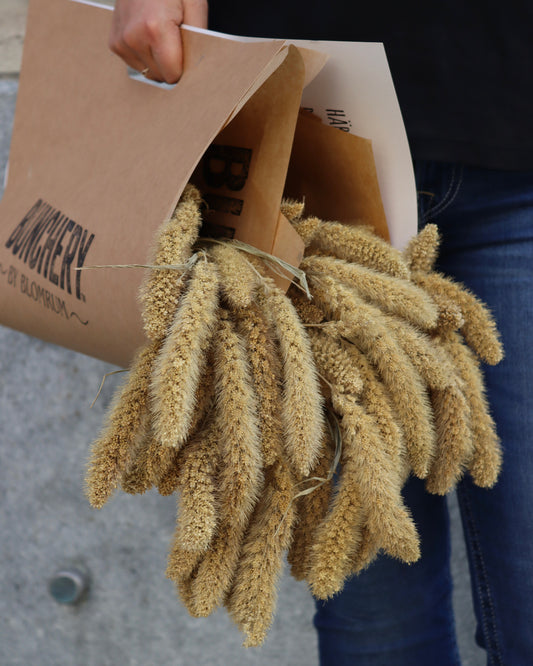 Setaria