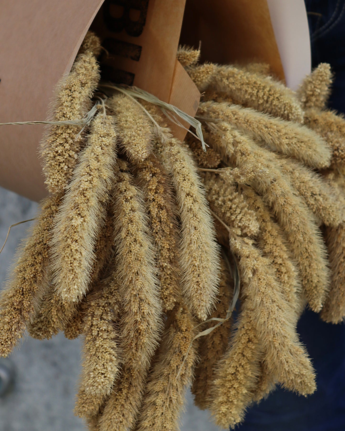 Setaria