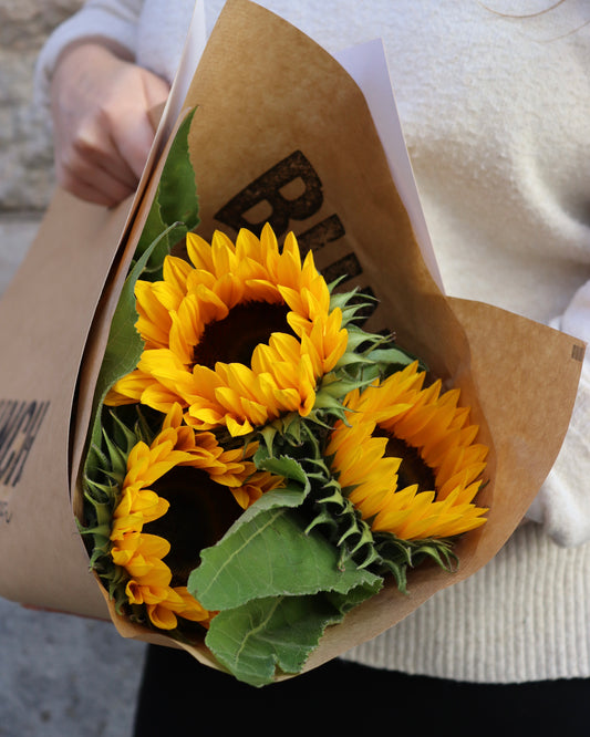 Solros - Helianthus