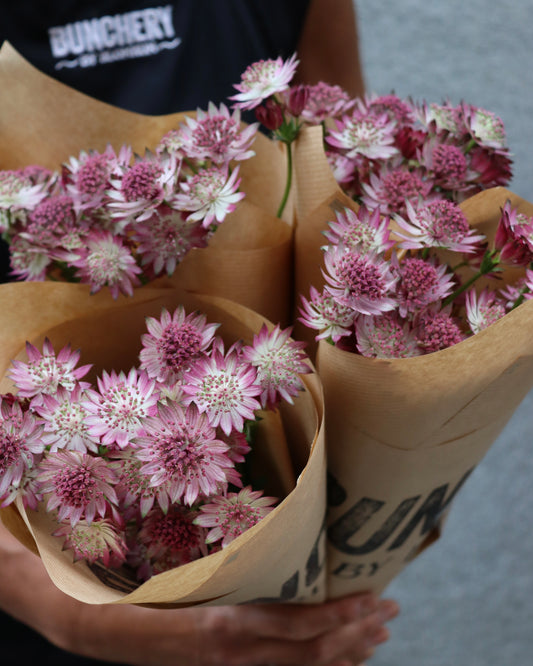 Stjärnflocka - Astrandsia