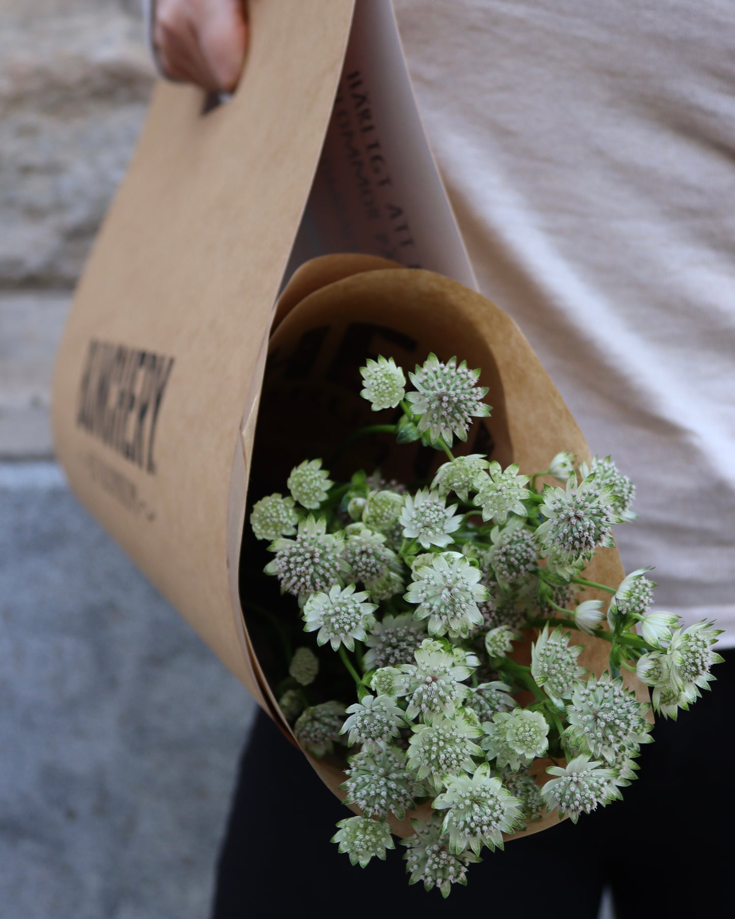 Stjärnflocka - Astrantia