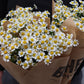 Tanacetum - Kamomille