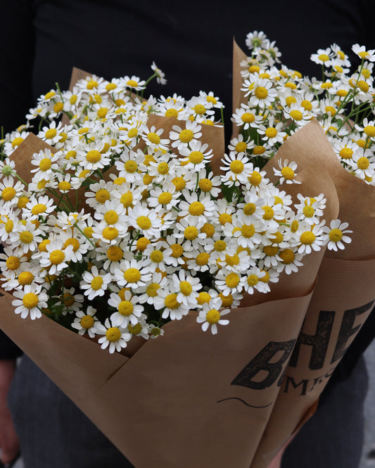 Tanacetum - Kamomille