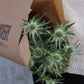 Tistel - Eryngium