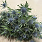 Tistel - Eryngium