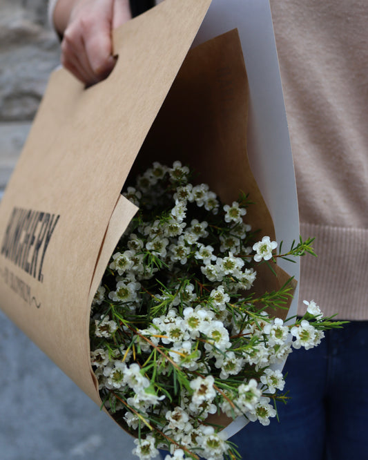 Waxblomma