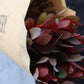 Leucadendron