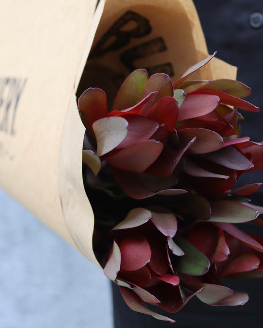 Leucadendron