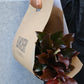 Photinia
