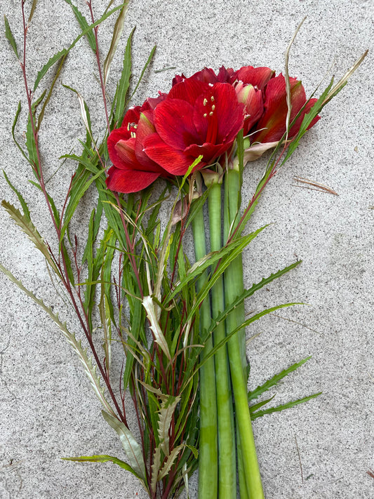 Amaryllis and green