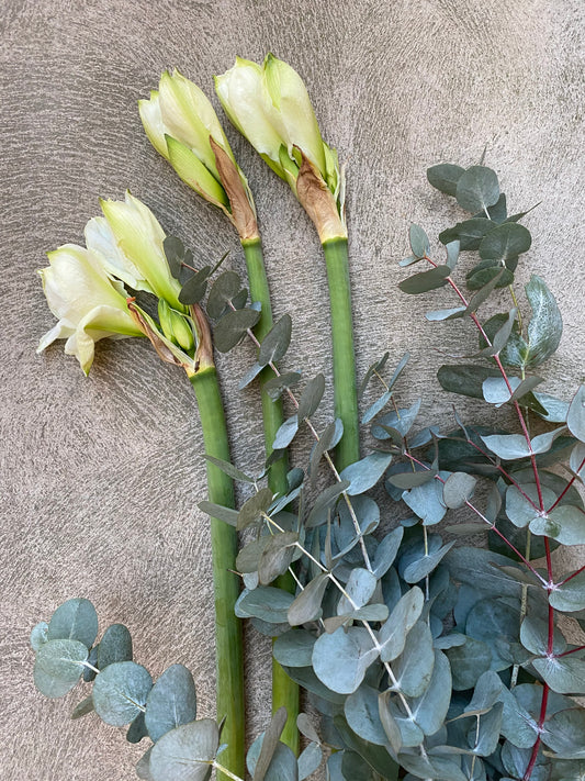 Amaryllis and green