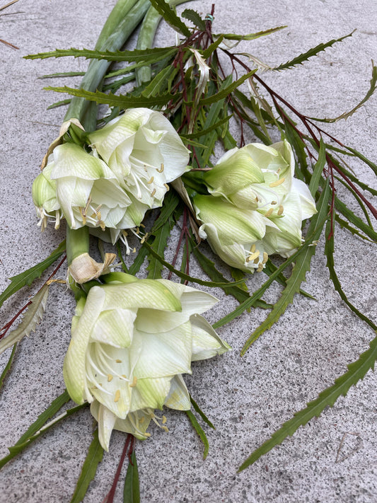 Amaryllis/vit och grönt