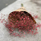 Brudslöja/Gypsophila Bourdeaux/röd