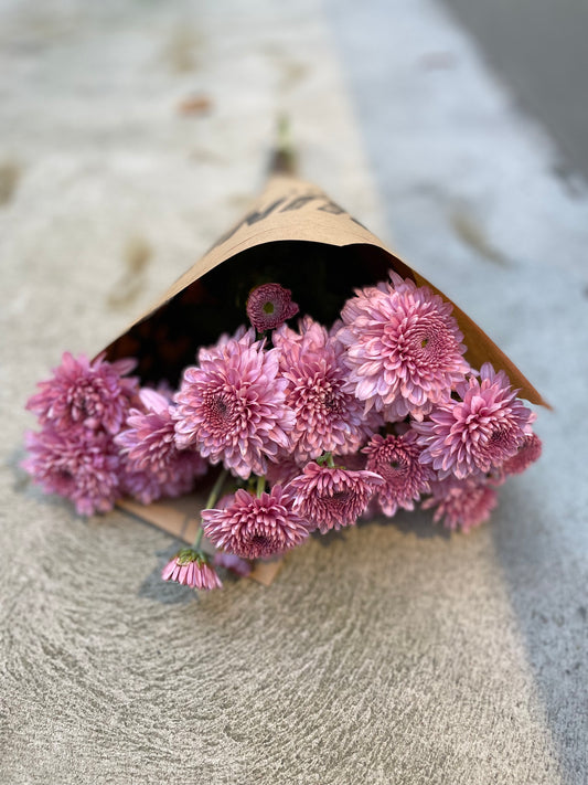 Krysantemum