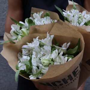 Alstromeria