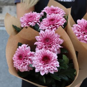 Bollkrysantemum