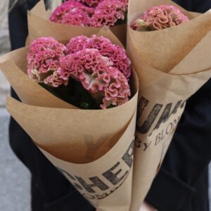 Celosia