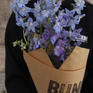 Delphinium