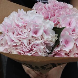 Hortensia - Hydrangea