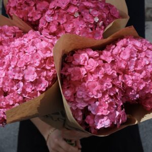 Hortensia - Hydrangea