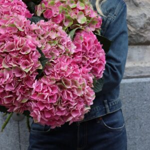 Hortensia - Hydrangea