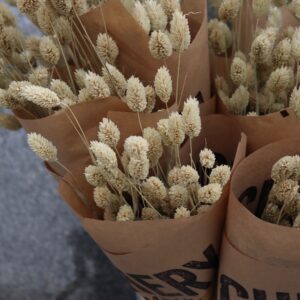 Phalaris