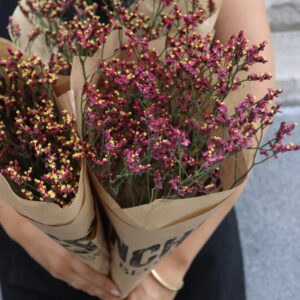 Limonium