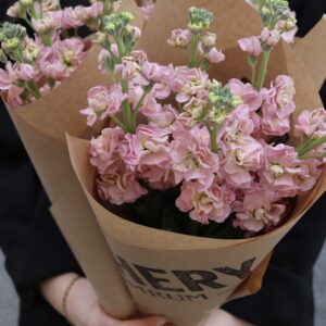 Lövkoja - Matthiola