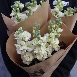 Lövkoja - Matthiola