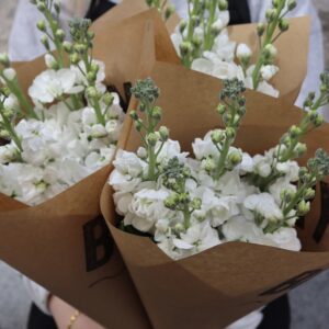 Lövkoja - Matthiola